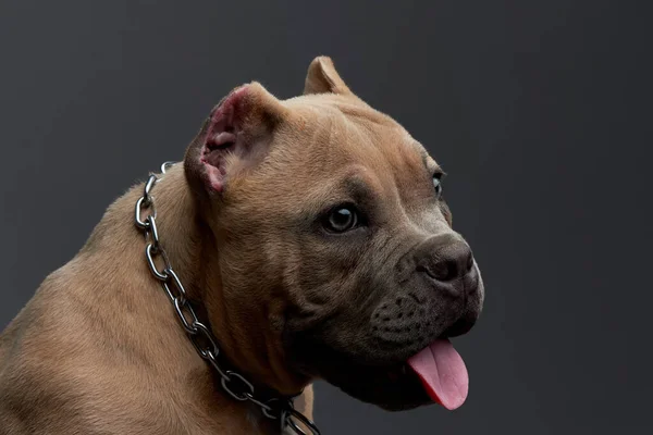 Tender Look Brown American Bully Dog Light Eyes Tongue Sticking — Stock Photo, Image