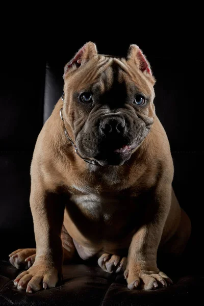 American Bully Filhote Cachorro Fazendo Caras Engraçadas Sessão Fotos Com — Fotografia de Stock