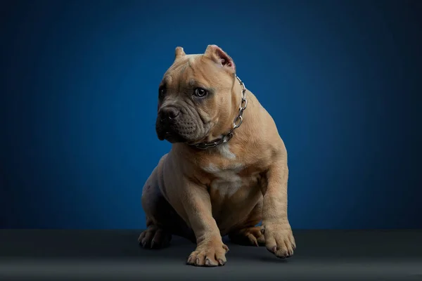 puppy american bully brown color, in studio photoshoot with different poses and a blue background