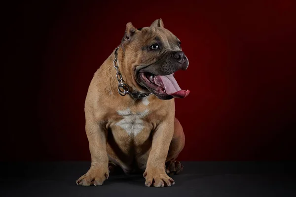 American Bully Puppy Sticking Out His Tongue Photo Shoot Red — Stock Photo, Image