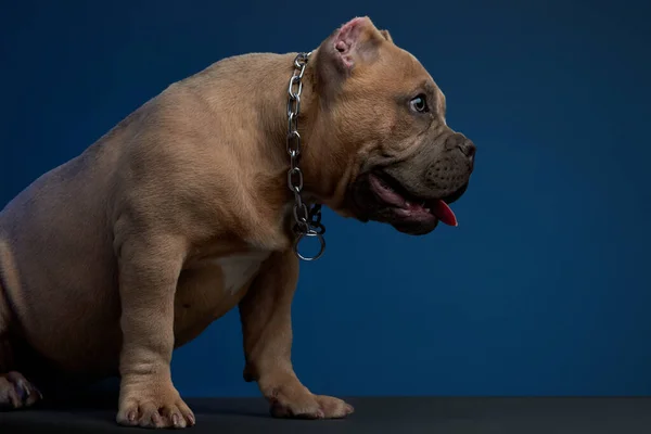 Puppy American Bully Brown Color Studio Photoshoot Different Poses Blue — Stock Photo, Image