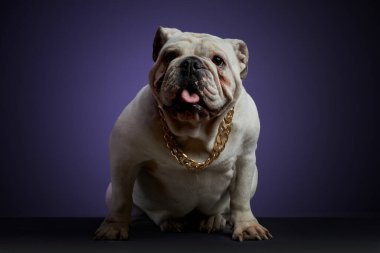 Beyaz bulldog stüdyo seansında. Gri bir yüzey ve mor bir arka plan üzerinde altın koşusu ve farklı pozlar.