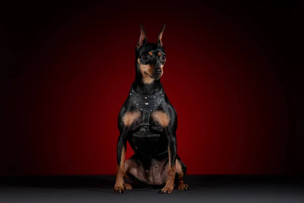 Miniaturní Doberman Pes Jazykem Vyčnívat Šedý Stůl Barevné Pozadí — Stock fotografie