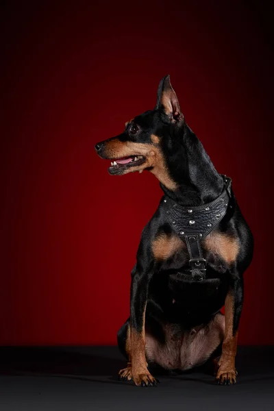Miniature doberman dog with tongue sticking out on gray table and color background