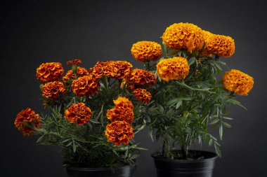 Cempaschil çiçekleri ya da Dia de Muertos kutlamalarının geleneksel Meksika çiçekleri.