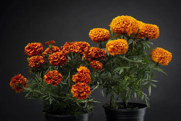 Cempaschil çiçekleri ya da Dia de Muertos kutlamalarının geleneksel Meksika çiçekleri.