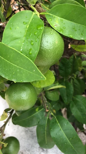 Grüne Mandarinen Auf Drei — Stockfoto