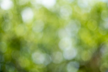 Bokeh ile bulanık doğa arkaplanı