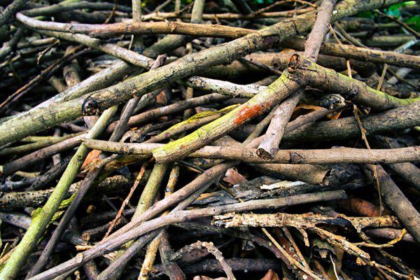 Group of Dry branches in winter