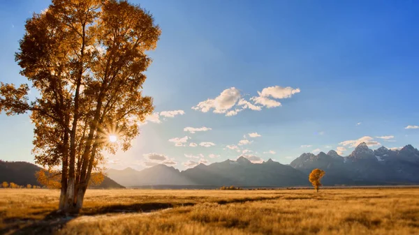 Yellowstone National Park USA. Mountains,stones and trees.