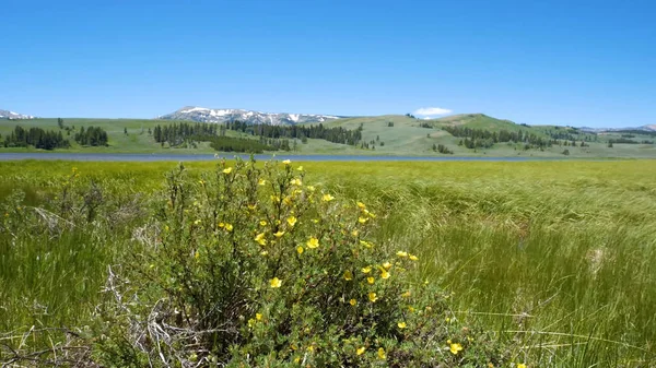 Yellowstone National Park USA. Mountains,stones and trees.