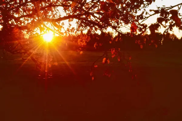 Sol Hermoso Paisaje Otoño Rayos Solares Hermosa Naturaleza — Foto de Stock