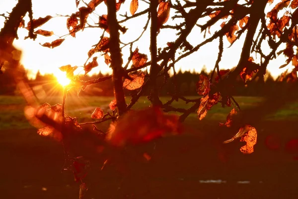 Paisagem Outono Paisagem Sol Raios Solares Belo Pôr Sol — Fotografia de Stock