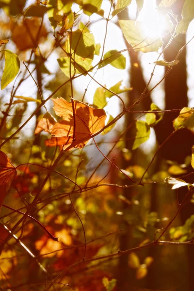 Paysage Feuilles Automne Touchées Par Soleil — Photo