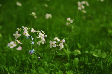 Yabani çiçeklerle kaplı bir manzara. Doğa yatay arkaplan.