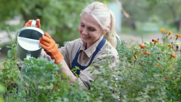 Счастливая женщина-фермер наслаждается работой в саду. Красивая зрелая женщина в фартуке и защитных перчатках поливает растения и улыбается, выращивая органическую пищу — стоковое видео