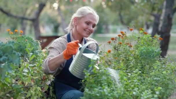 Biologische groenten verbouwen. Gelukkig volwassen vrouw tuinman dragen schort en beschermende handschoenen water planten en glimlachen, vrouwelijke boer genieten van het werken in haar tuin — Stockvideo