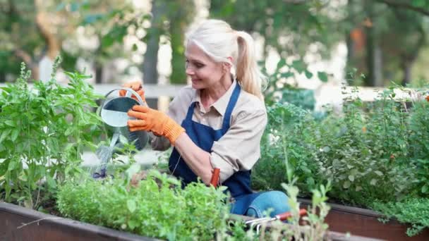 Happy mature woman gardener wearing apron and protective gloves watering flowers or plant and smiling, female farmer enjoying working at her garden — Stock Video