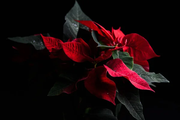 Kırmızı ve yeşil yapraklar siyah arkaplan