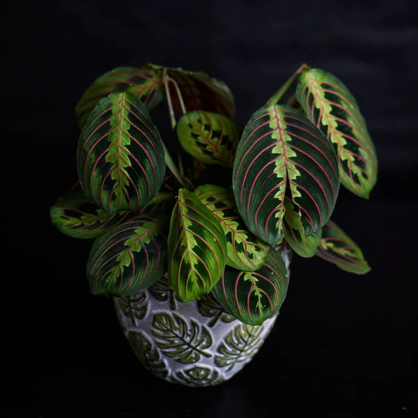 Siyah arka planda ev bitkisi Maranta