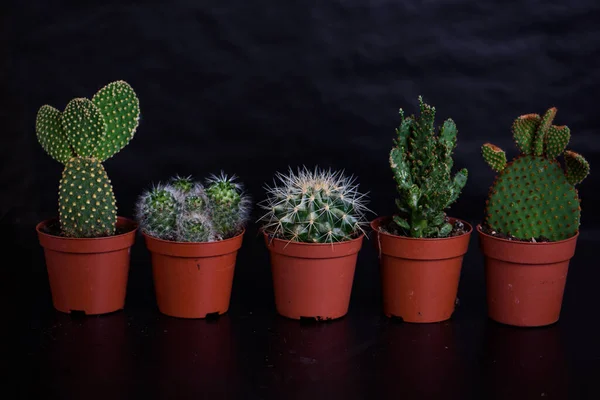 Coleção Vários Cactos Plantas Suculentas Nos Mesmos Vasos Plantas Casa — Fotografia de Stock