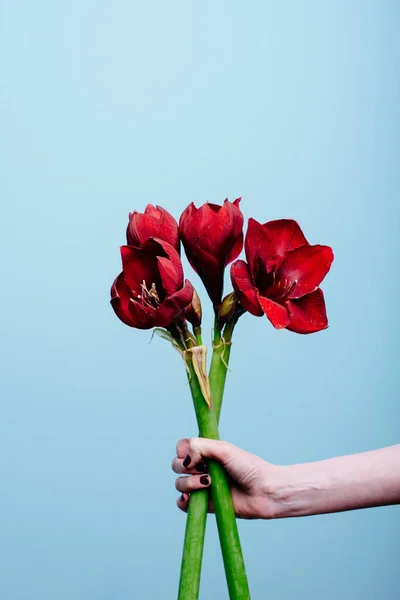 Amaryllis mavi arka planda bir çiçekçinin elinde..