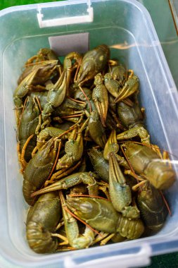 Bir kasede yaşayan bir sürü kerevit