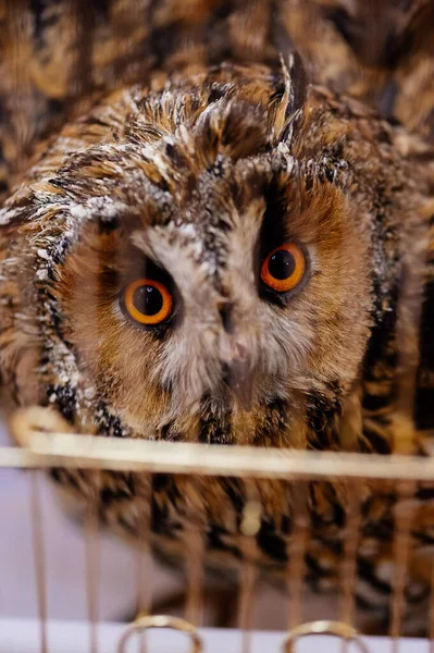 Close-up Owl in golden cage on black table