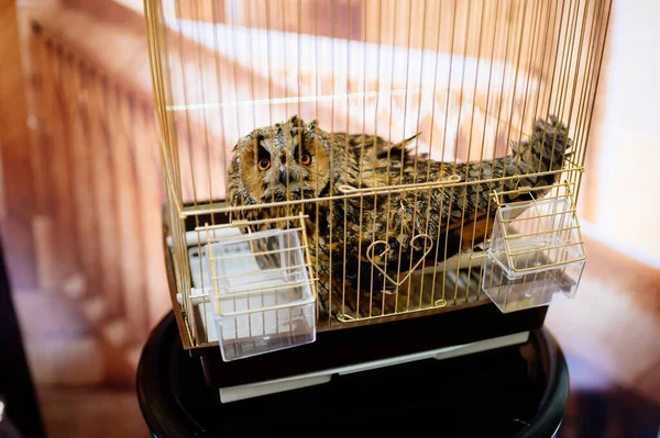 Siyah masada altın kafeste baykuş