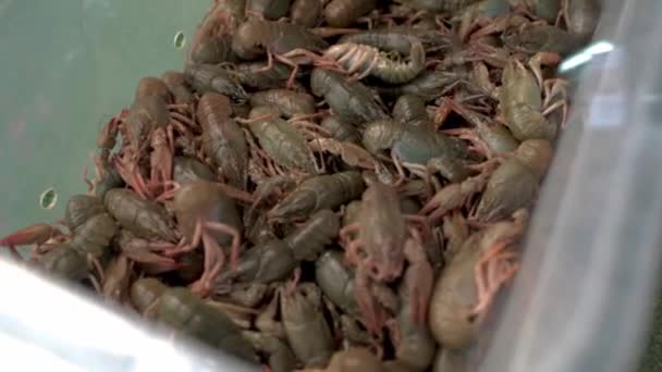 Many live crawfish in plastic box — Stock Video