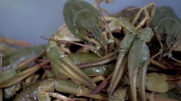 Lebende grüne Flusskrebse ziehen um. Nahaufnahme. HD. — Stockvideo
