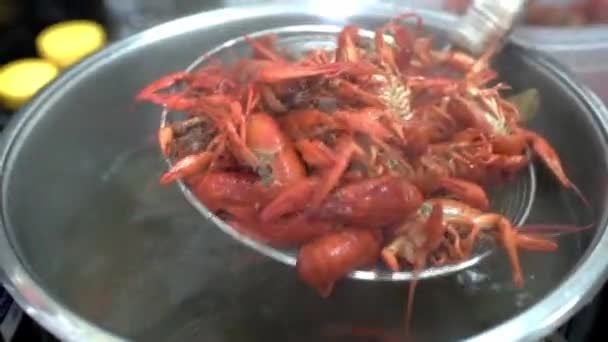 Muitos lagostins são cozidos em uma panela grande. O cozinheiro expõe o lagostim da panela à placa. Close-up. HD — Vídeo de Stock