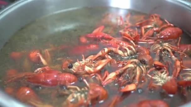 Veel rivierkreeften worden gekookt in een grote steelpan. De kok legde rivierkreeft van pan op bord. Een close-up. HD — Stockvideo