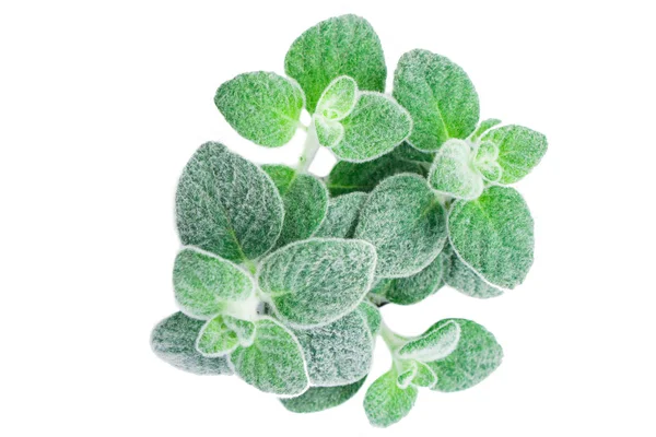 Dittany Cretan Herb Dictamus Diisolasi Dengan Latar Belakang Putih Origanum — Stok Foto