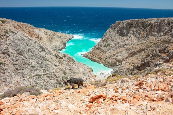 Girit'teki Seitan limania plajı, Yunanistan. Seyahat turizmgeniş panorama arka plan konsepti. Seitan Limania turkuaz su doğal manzara ile güzel plaj.