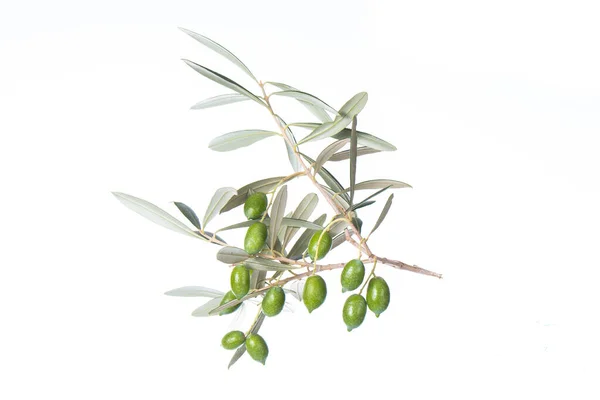 Olive Branch Green Olives Isolated White Background Green Olives Leaves — Stock Photo, Image
