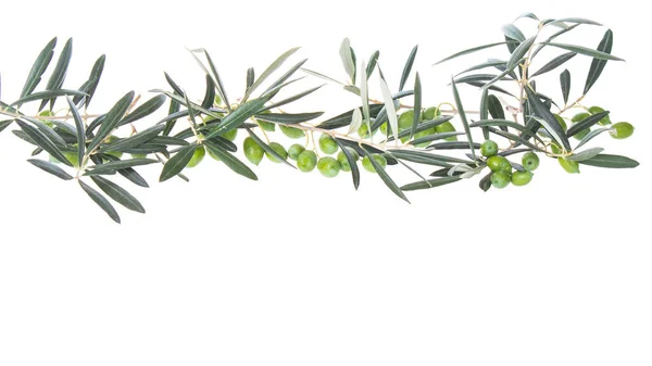 Olive Branch Green Olives Isolated White Background Olive Branches Hanging — Stock Photo, Image