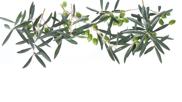 Olive Branch Green Olives Isolated White Background Olive Branches Hanging — Stock Photo, Image