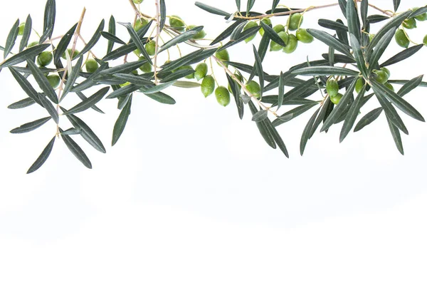 Beyaz arka planda yeşil zeytinli zeytin dalı. Yukarıdan sarkan zeytin dalları. Yapraklı yeşil zeytin. Boşluğu kopyala.