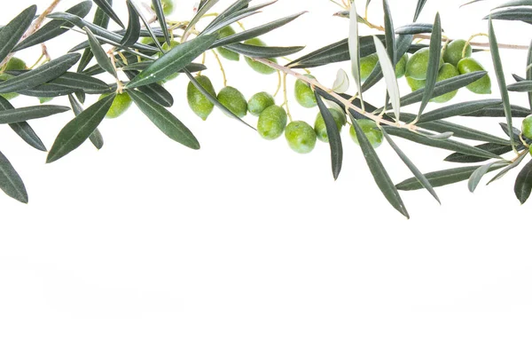 Beyaz arka planda yeşil zeytinli zeytin dalı. Yukarıdan sarkan zeytin dalları. Yapraklı yeşil zeytin. Boşluğu kopyala.