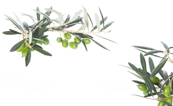 Olive Branch Green Olives Isolated White Background Green Olives Leaves — Stock Photo, Image