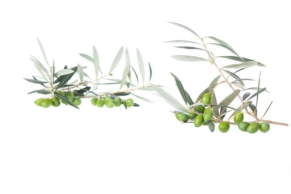 Branche Olivier Aux Olives Vertes Isolées Sur Fond Blanc Olives — Photo