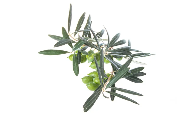 Olive Branch Green Olives Isolated White Background Green Olives Leaves — Stock Photo, Image