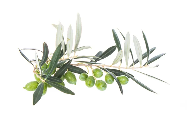 Olivenzweig Mit Grünen Oliven Auf Weißem Hintergrund Grüne Oliven Mit — Stockfoto