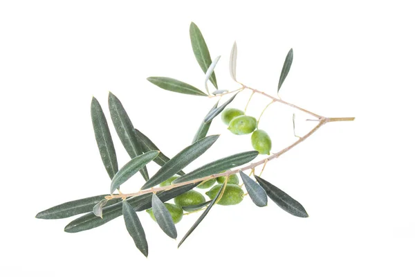 Branche Olivier Aux Olives Vertes Isolées Sur Fond Blanc Olives — Photo