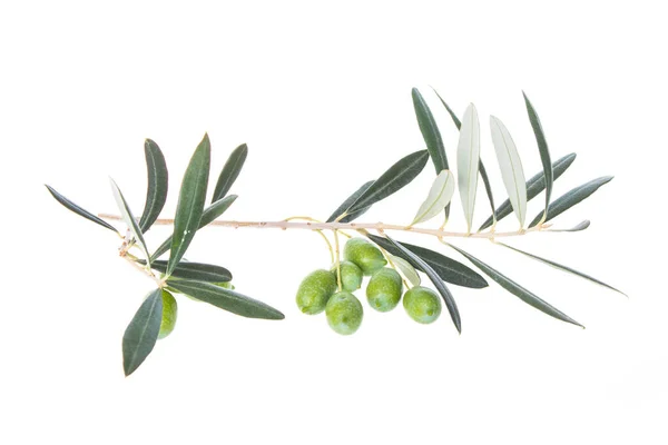 Olive Branch Green Olives Isolated White Background Green Olives Leaves — Stock Photo, Image