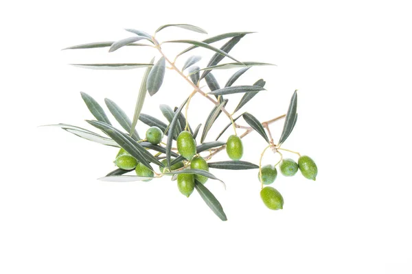 Olive Branch Green Olives Isolated White Background Green Olives Leaves — Stock Photo, Image