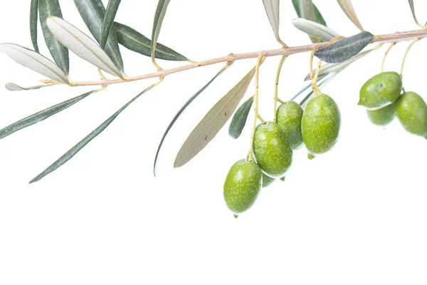 Olive Branch Green Olives Isolated White Background Green Olives Leaves — Stock Photo, Image