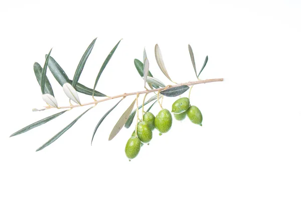 Olive Branch Green Olives Isolated White Background Green Olives Leaves — Stock Photo, Image