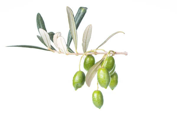 Branche Olivier Aux Olives Vertes Isolées Sur Fond Blanc Olives — Photo